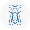 Codicote Wasp Nest Removal